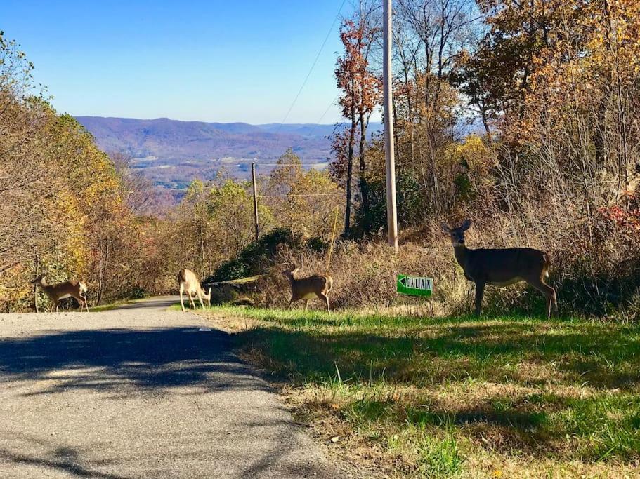 Blue Ridge Parkway Panoramic Paradise-60 Mile View Fancy Gap Dış mekan fotoğraf